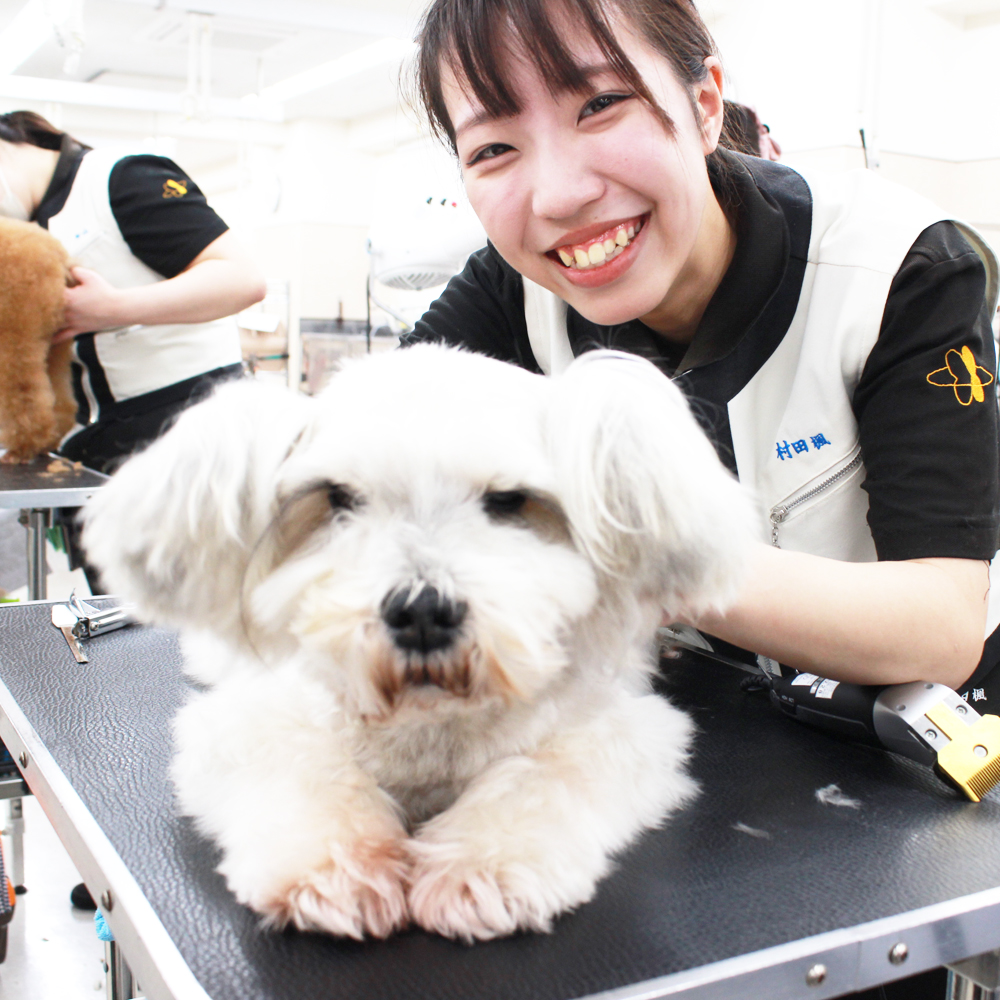 お客様の愛犬、うとうとシリーズ！